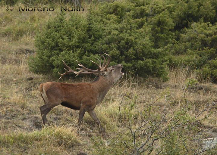 Strategie riproduttive del cervo (Cervus elaphus)